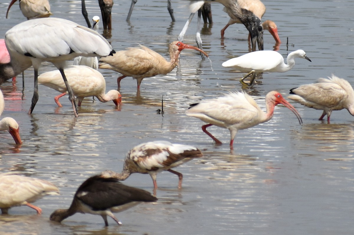 White Ibis - ML638343728