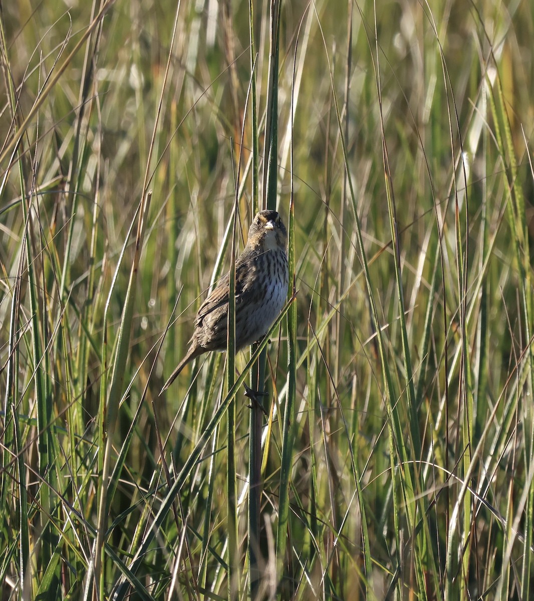 Saltmarsh Sparrow - ML638343729
