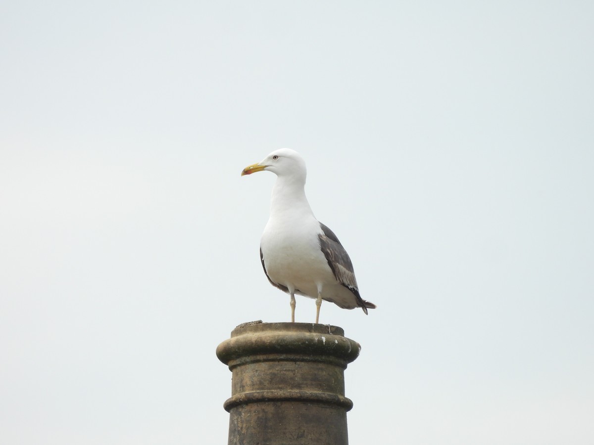 European Herring Gull - ML638343732