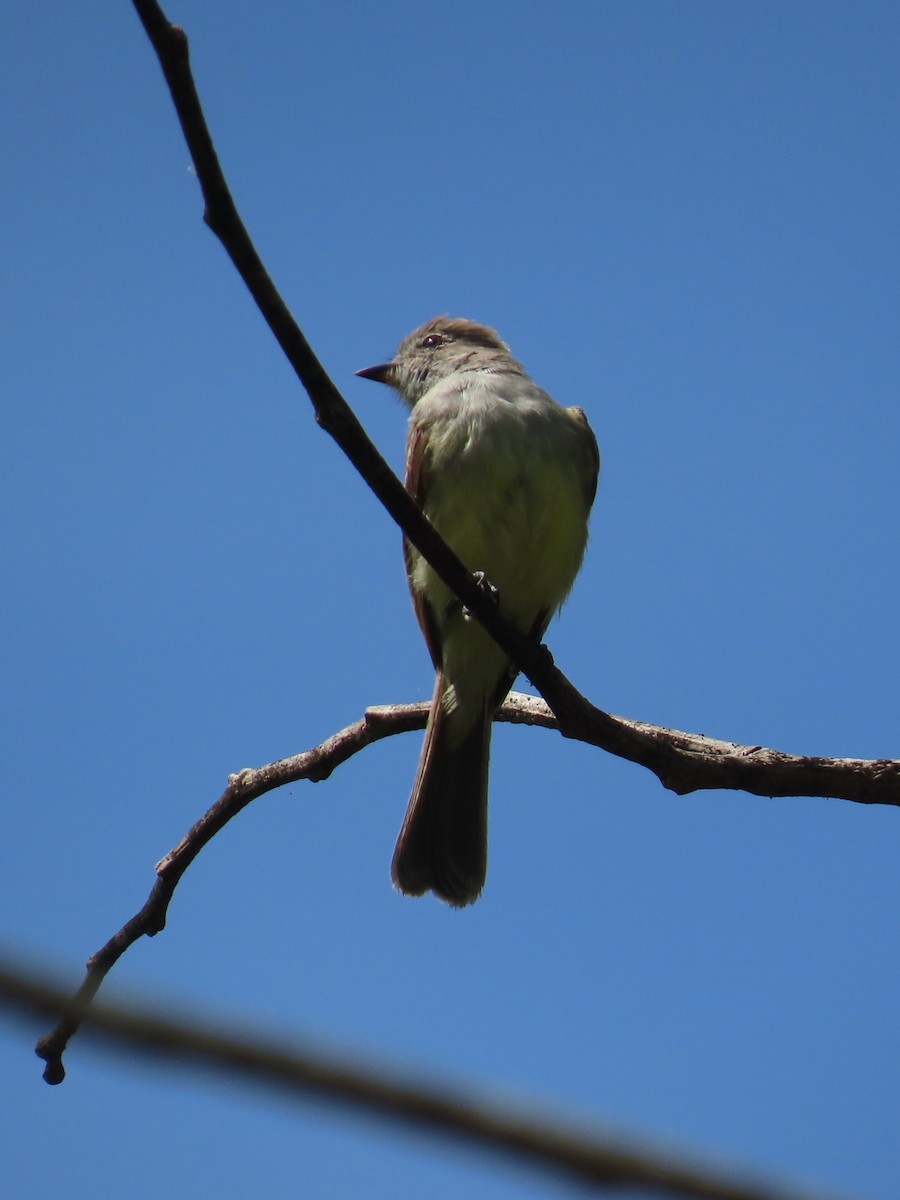 Northern Scrub-Flycatcher - ML638343736