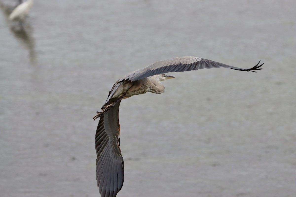 Great Blue Heron - ML638343739