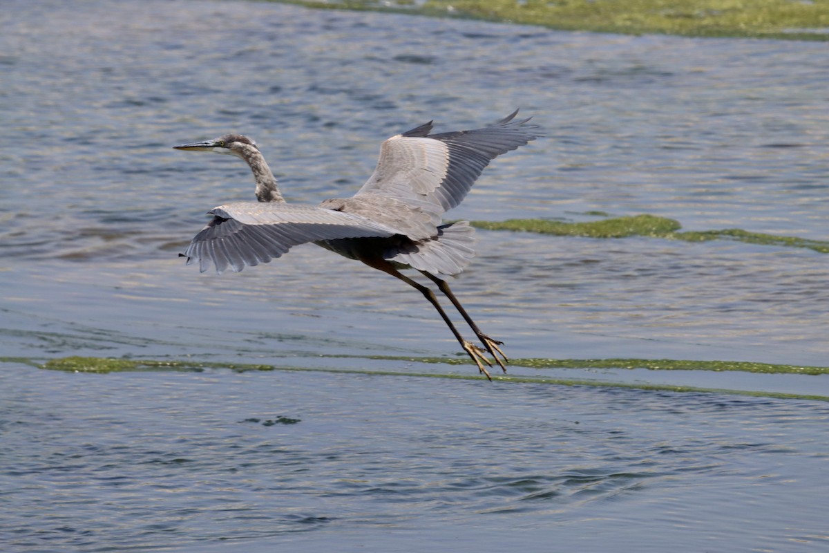 Great Blue Heron - ML638343742