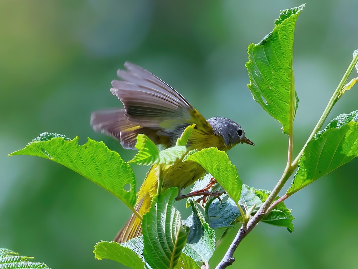 Nashville Warbler - ML638343751