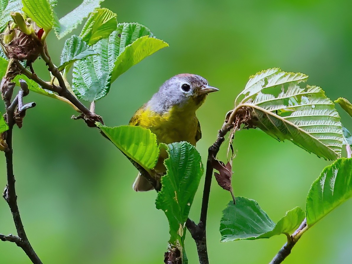 Nashville Warbler - ML638343752