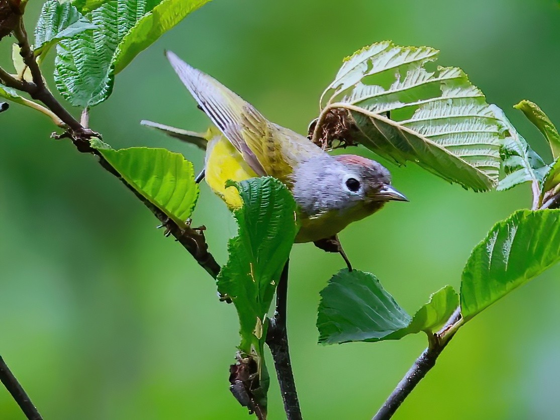 Nashville Warbler - ML638343753