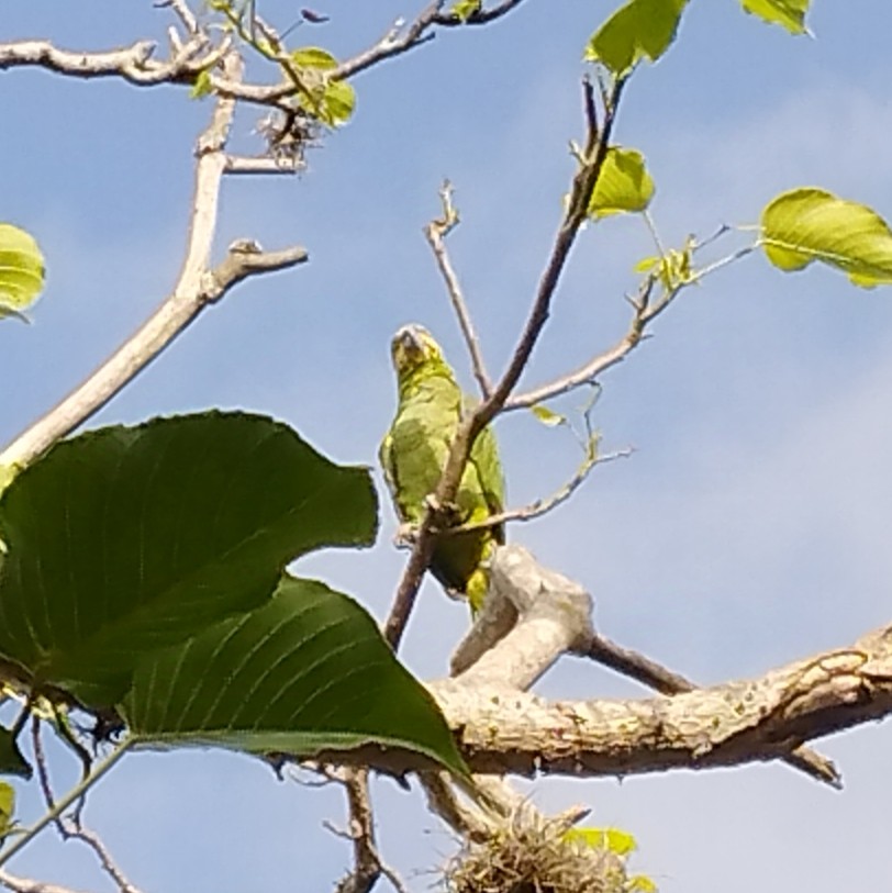 Venezuelaamazone - ML638343790