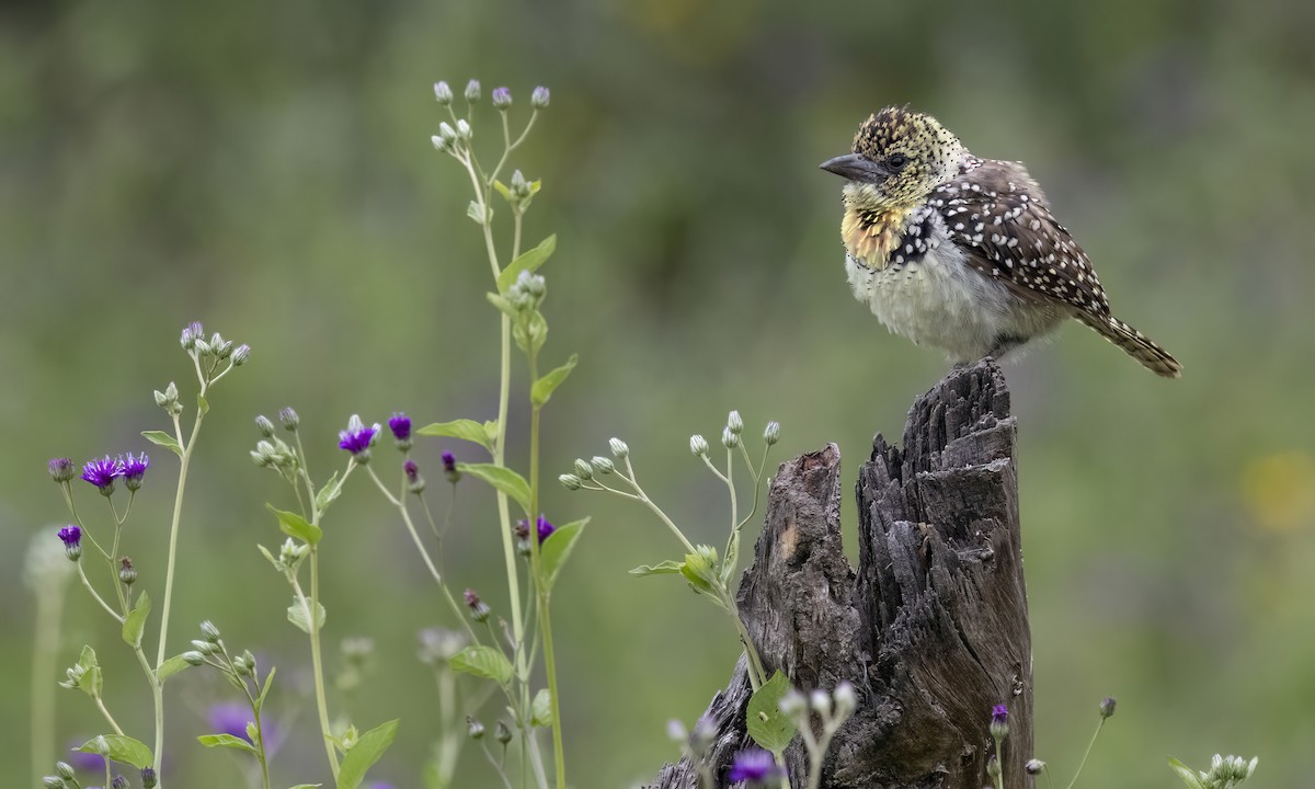 Ohrfleck-Bartvogel (usambiro) - ML638343813