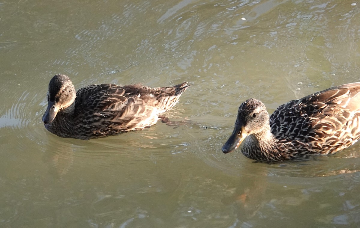 Stockente - ML638343816