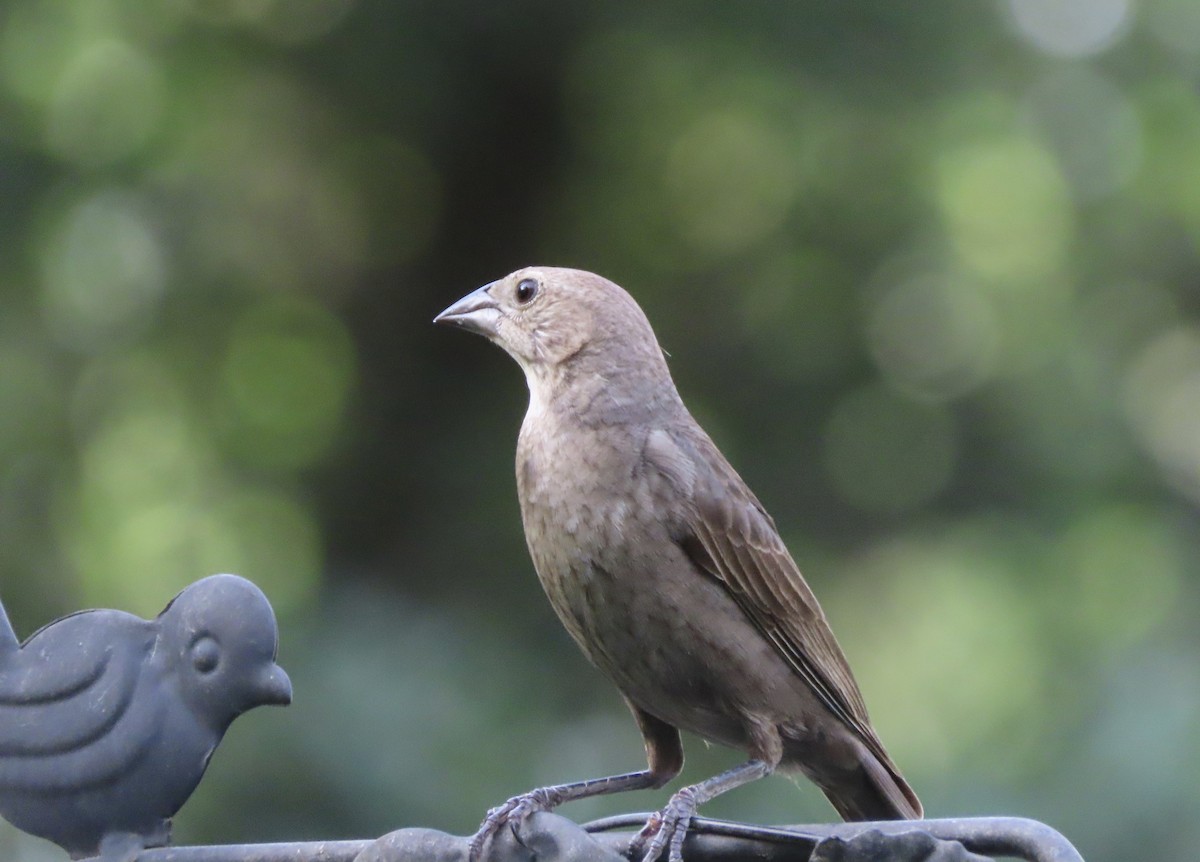 Brown-headed Cowbird - ML638343845