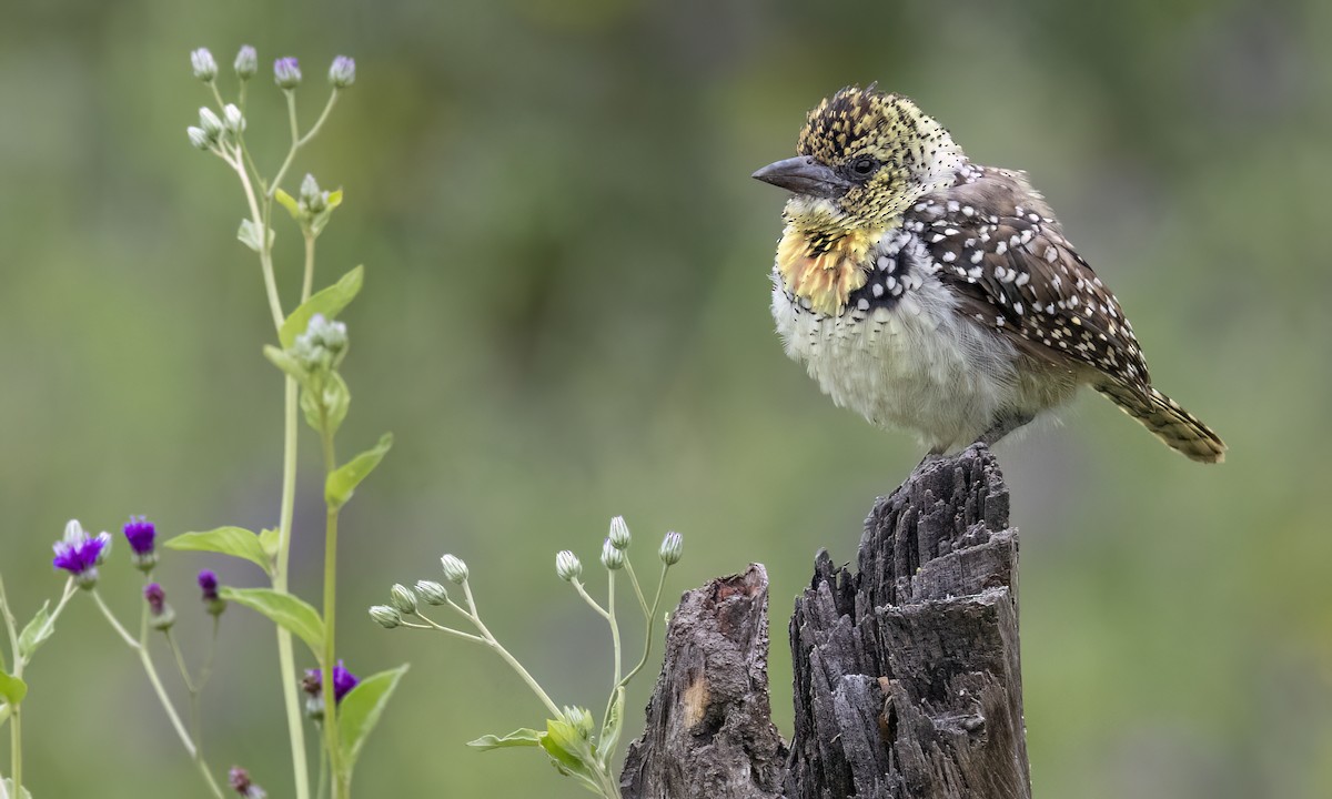 D'Arnaud's Barbet (Usambiro) - ML638343862