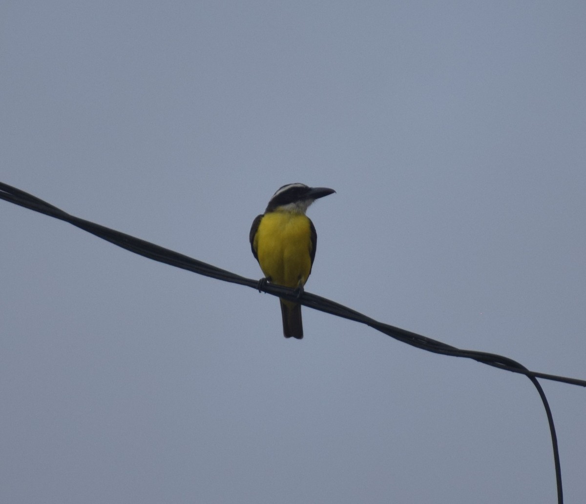 båtnebbtyrann (pitangua) - ML638343867