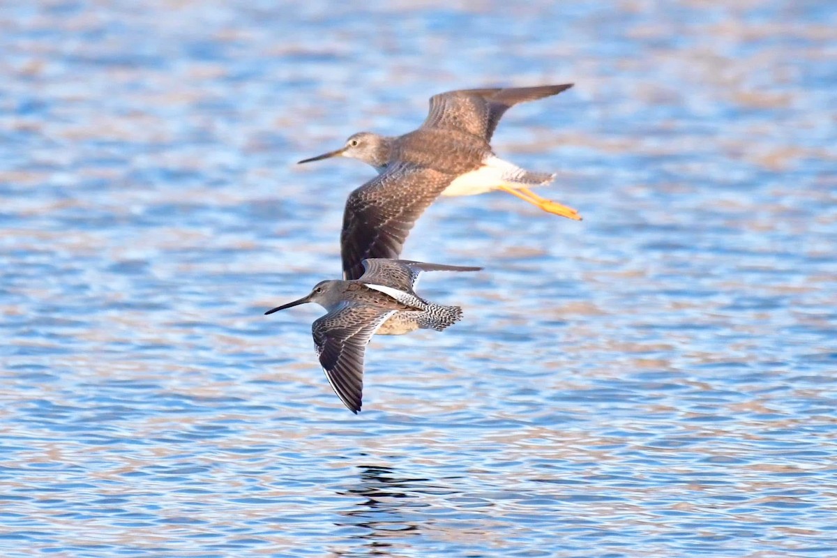 Long-billed Dowitcher - ML638343875