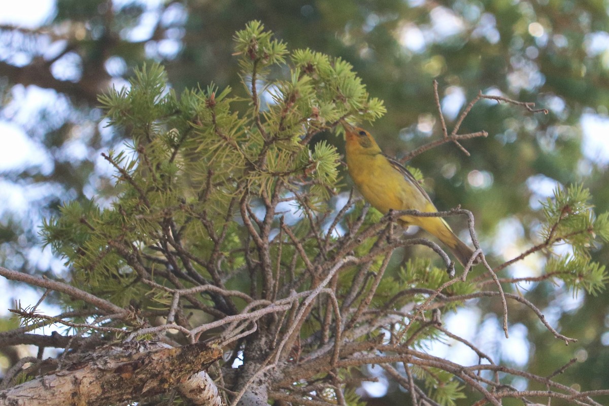 Western Tanager - ML638343888