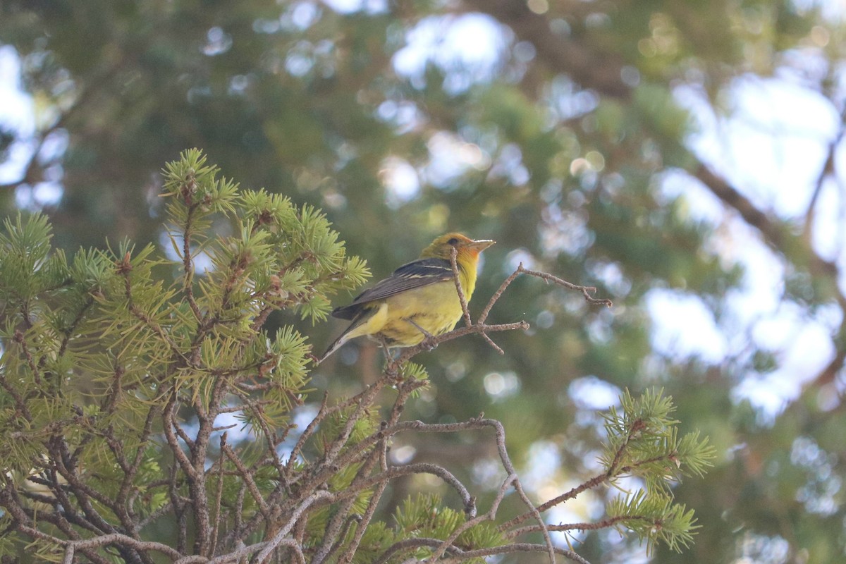 Western Tanager - ML638343889