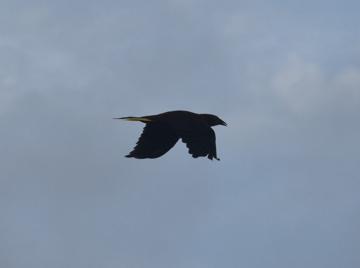 brunoropendola - ML638343896