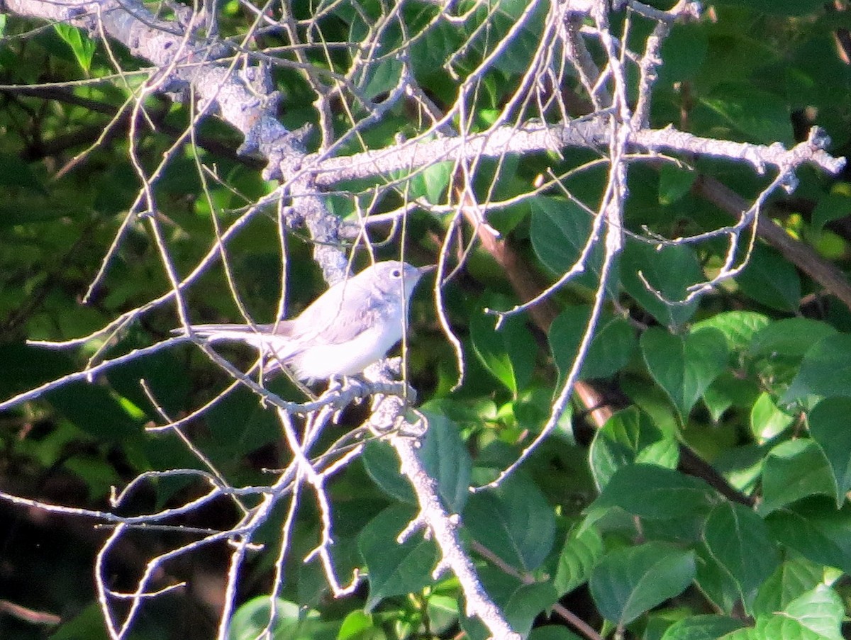 Blue-gray Gnatcatcher - ML638343916