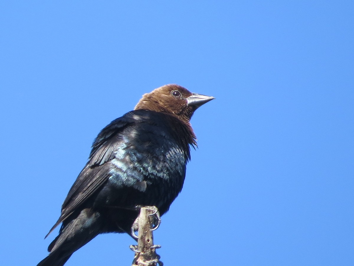 Brown-headed Cowbird - ML638343924