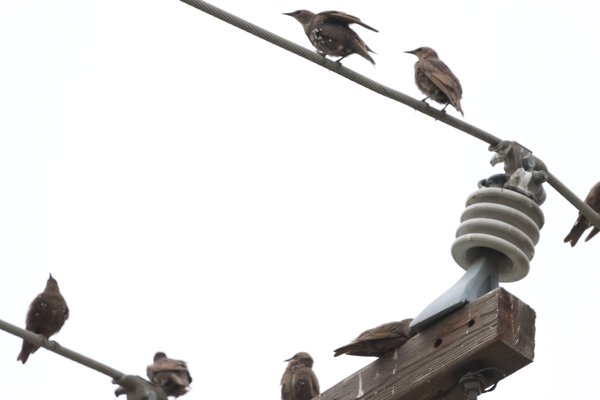 European Starling - ML638343938