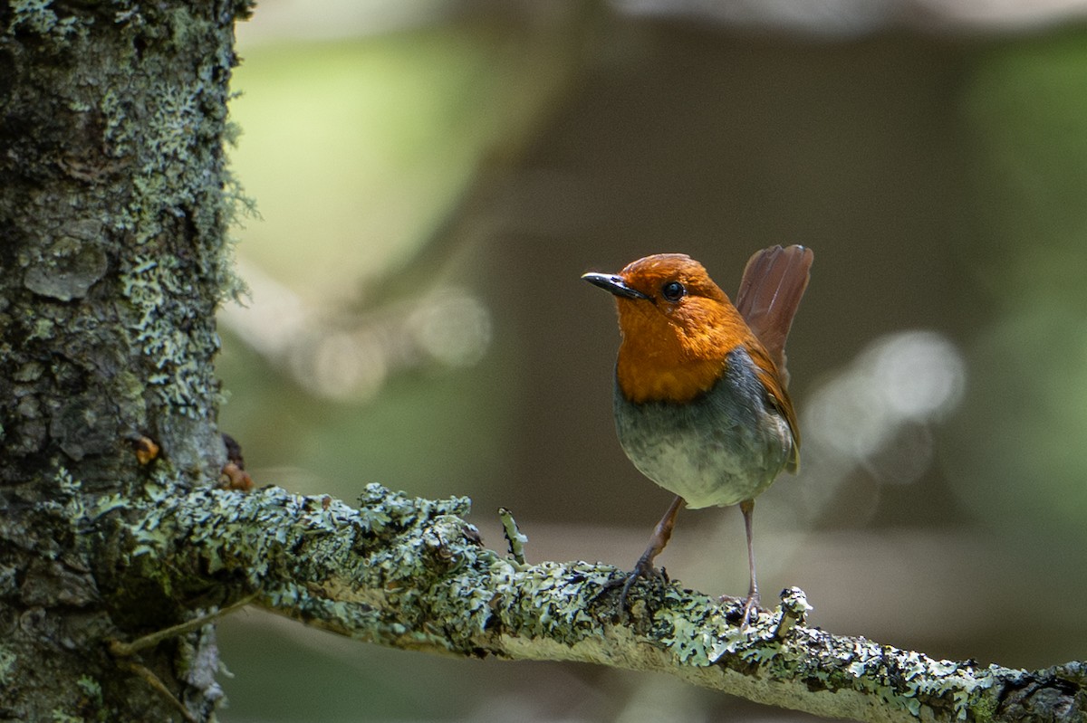Japanese Robin - ML638343940