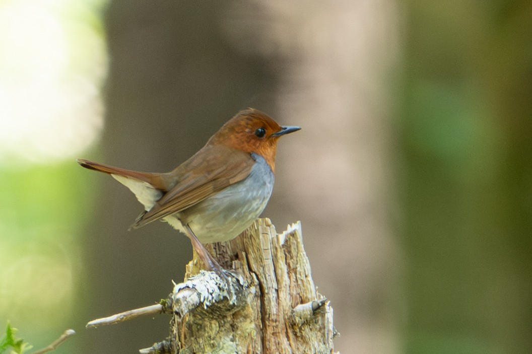 Japanese Robin - ML638343941