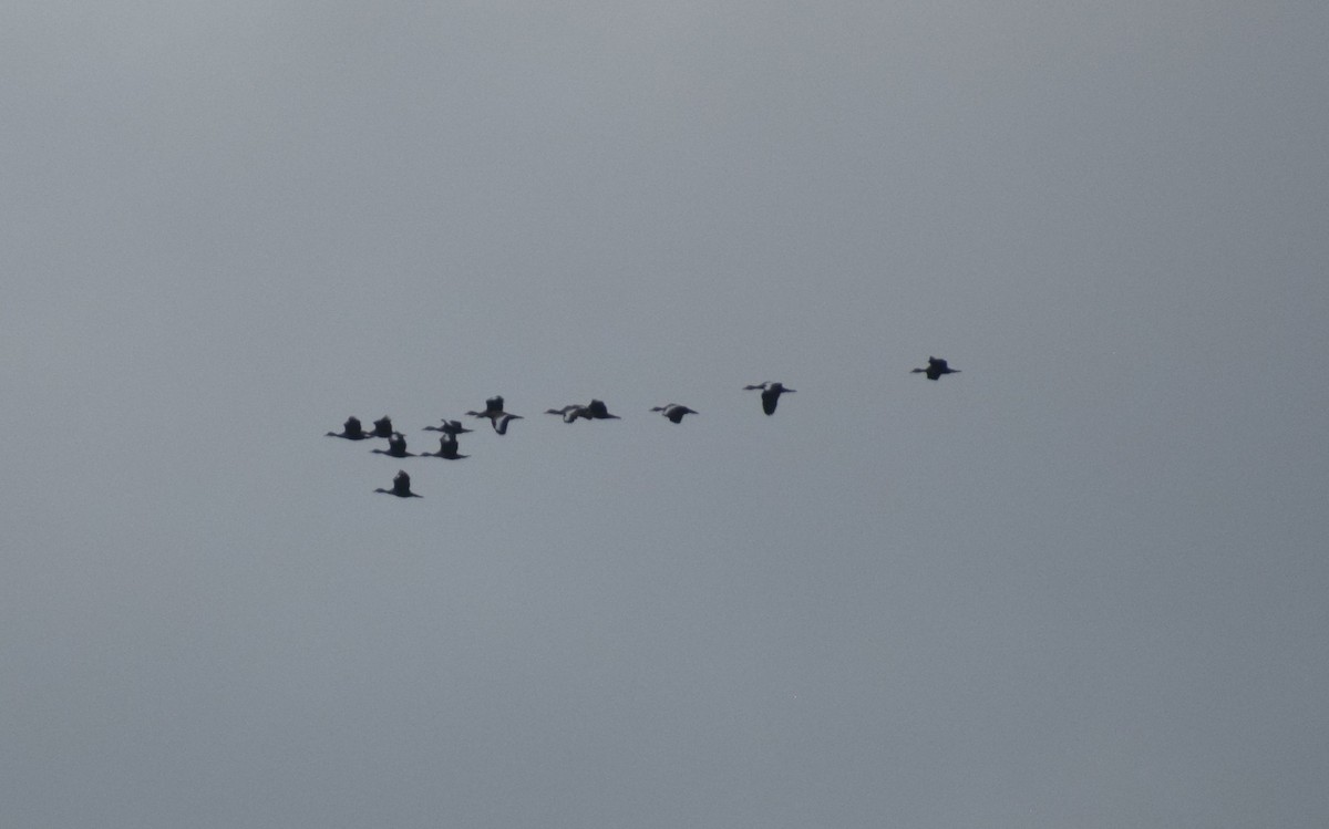 rødnebbplystreand (autumnalis) - ML638343943
