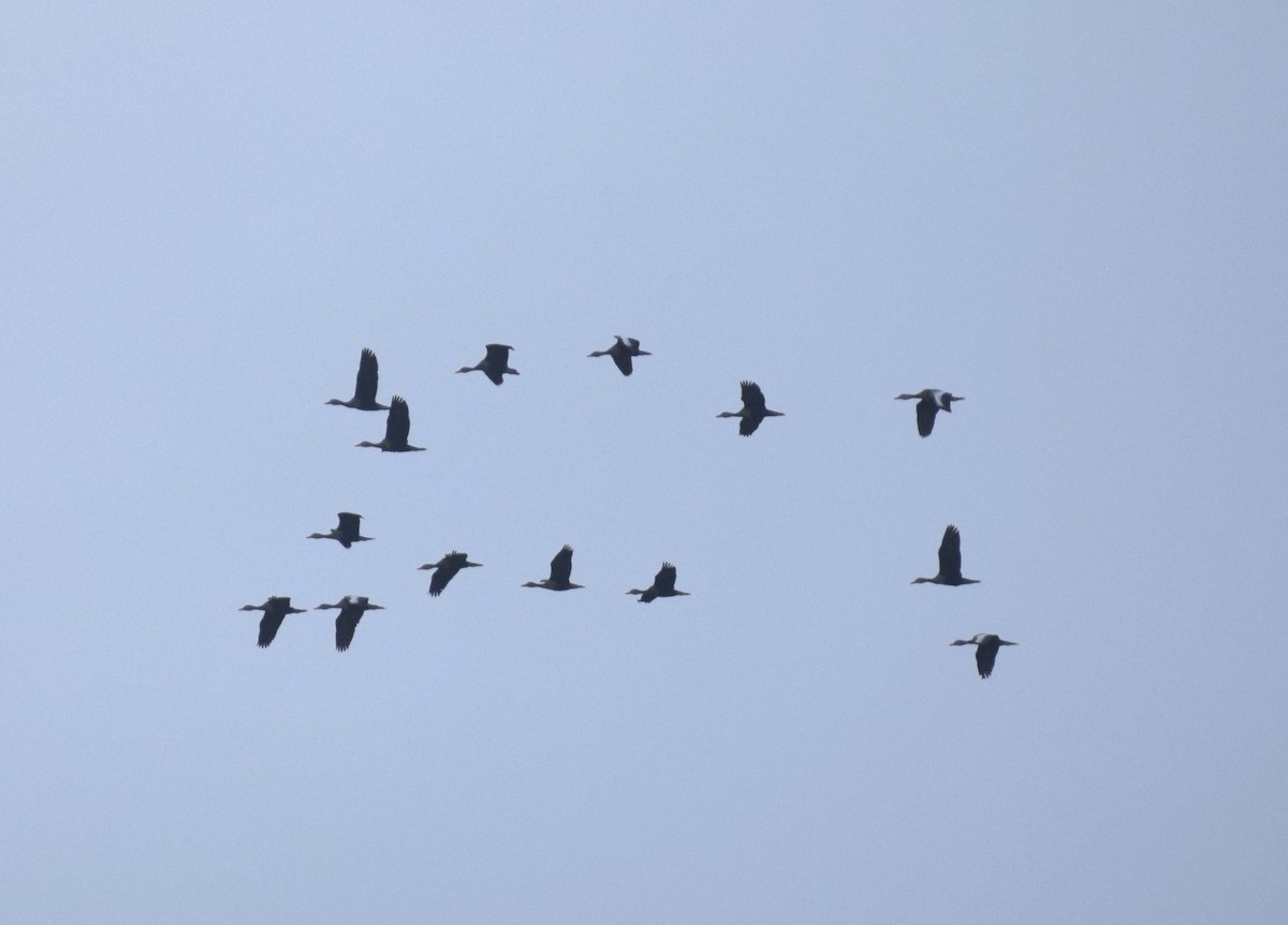 rødnebbplystreand (autumnalis) - ML638343944