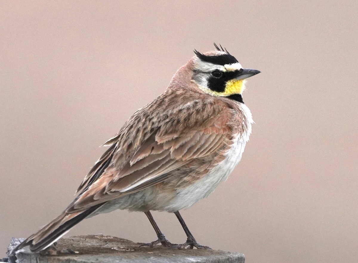 Horned Lark - ML638343947