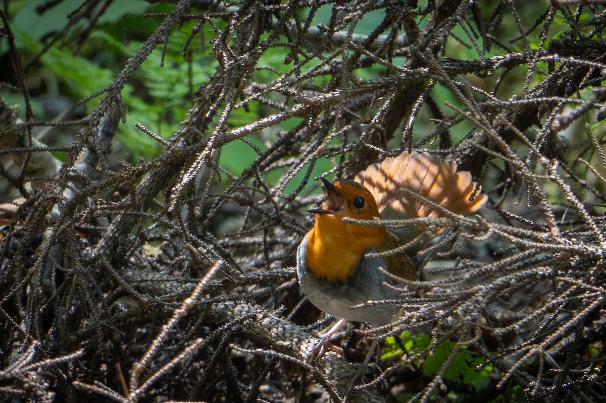 Japanese Robin - ML638343960