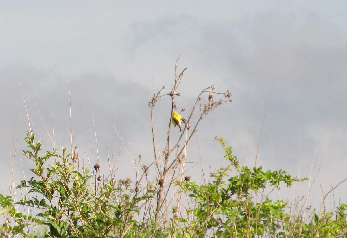 Chardonneret jaune - ML638343971