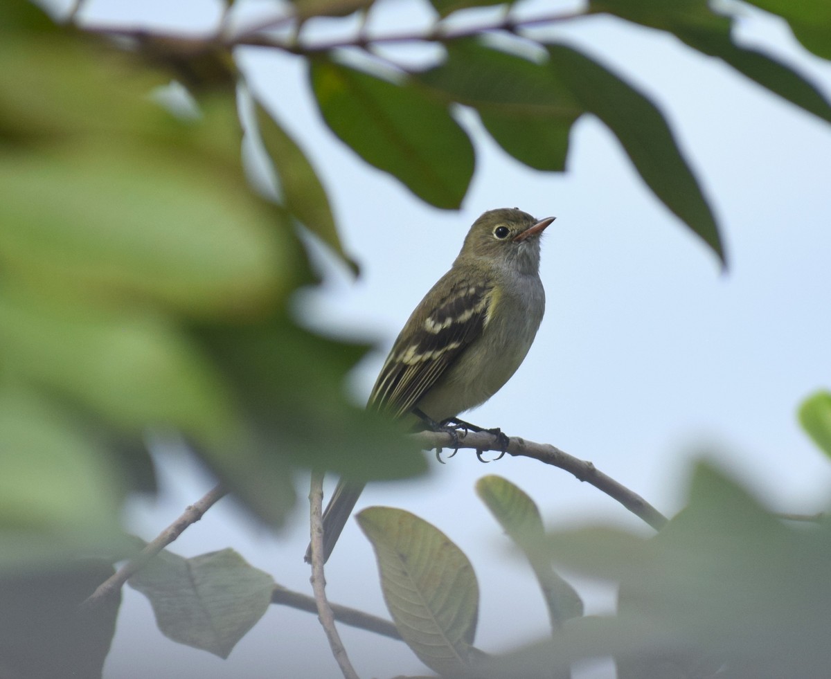 kortnebbelenia - ML638343981