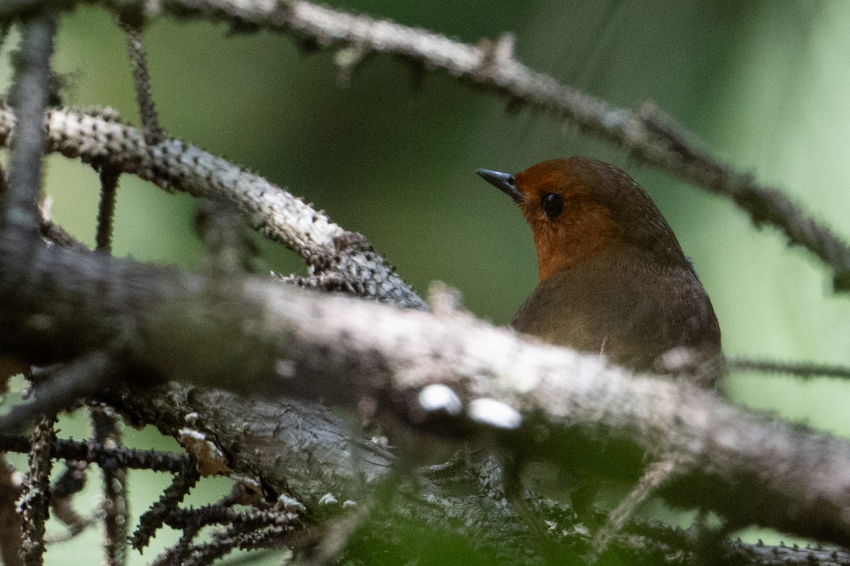 Japanese Robin - ML638343984