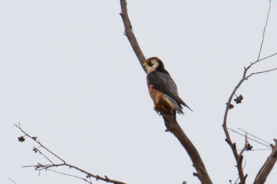 Halcón Taita - ML638343989