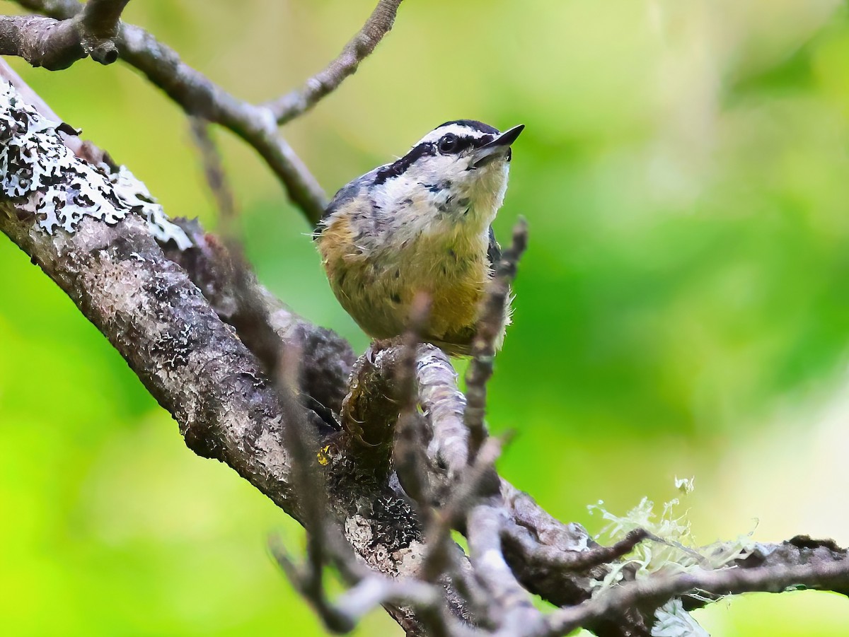 Red-breasted Nuthatch - ML638343997