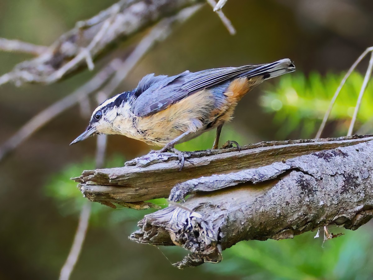 Red-breasted Nuthatch - ML638343998