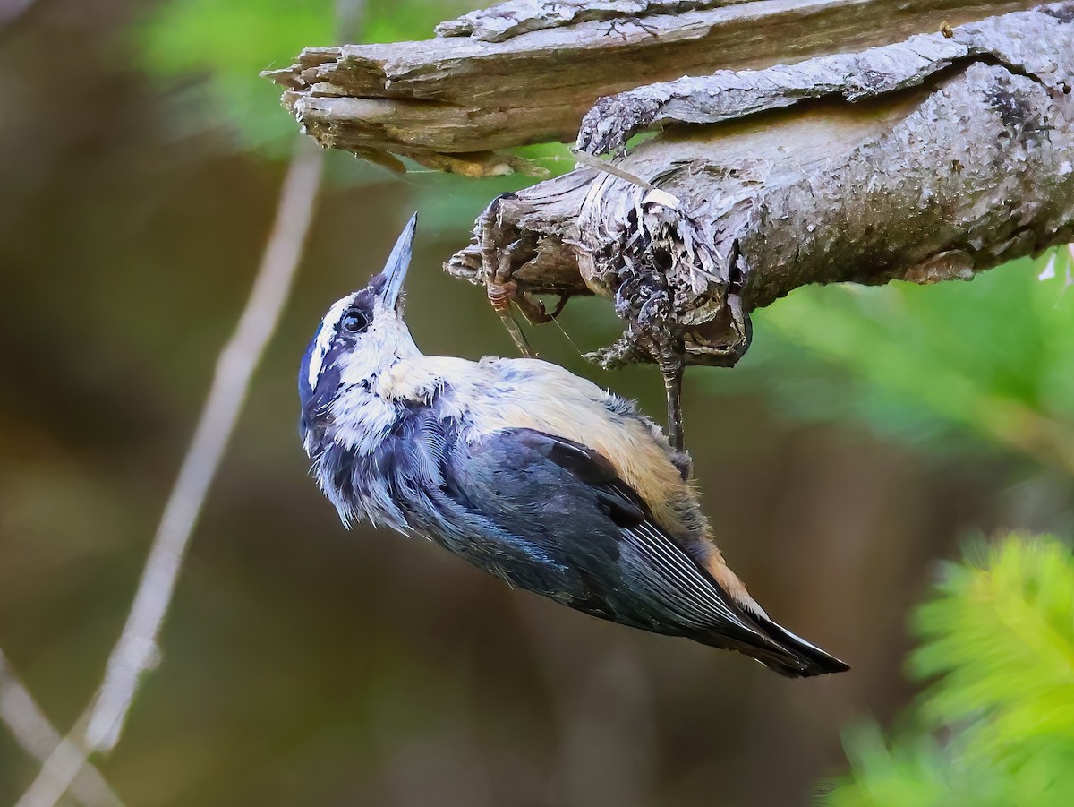 Red-breasted Nuthatch - ML638343999