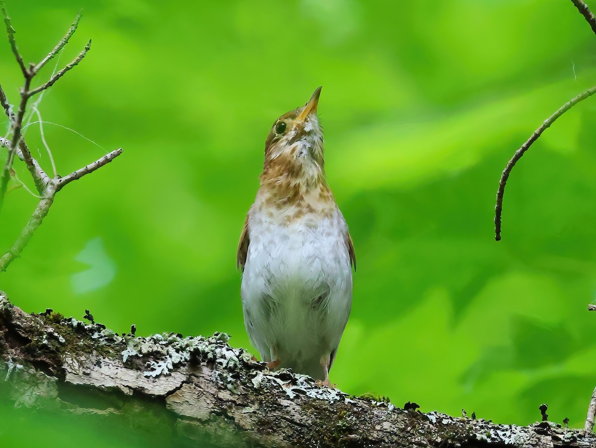 Veery - ML638344019