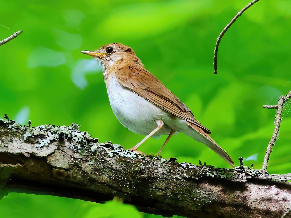 Veery - ML638344020
