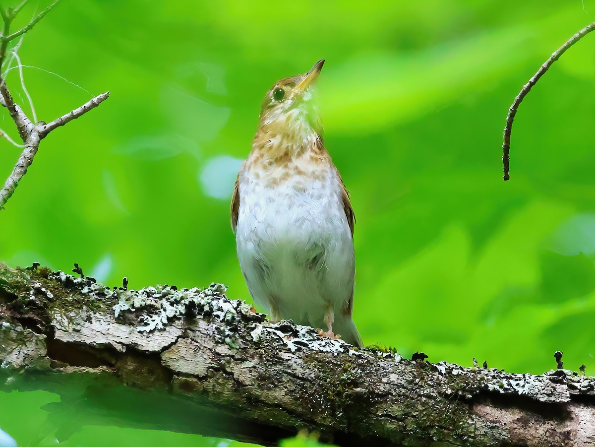 Veery - ML638344021