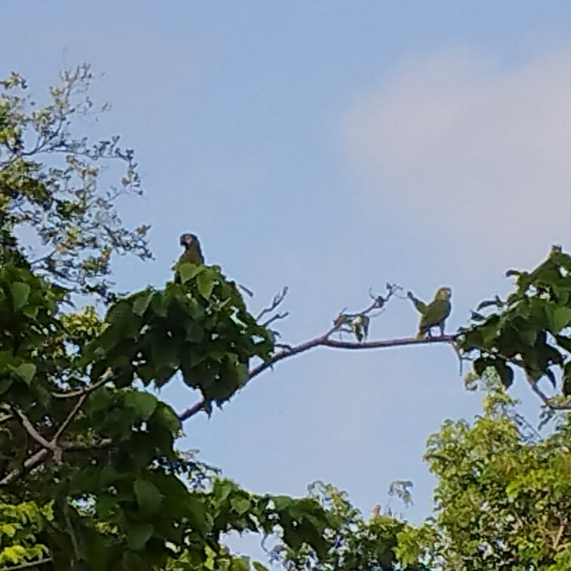 Chestnut-fronted Macaw - ML638344040