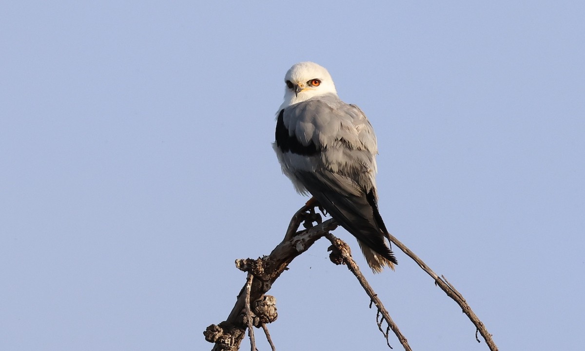 Шуліка білохвостий - ML638344056