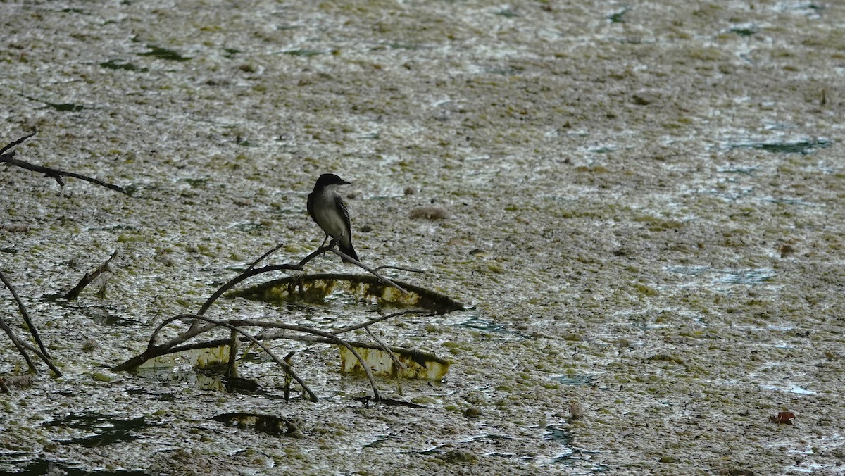 Eastern Kingbird - ML638344138