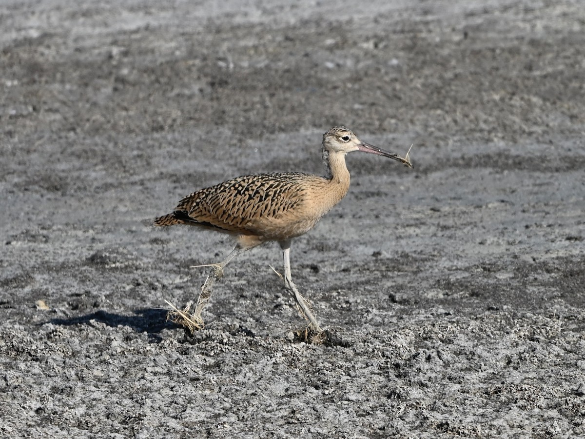 Long-billed Curlew - ML638344147