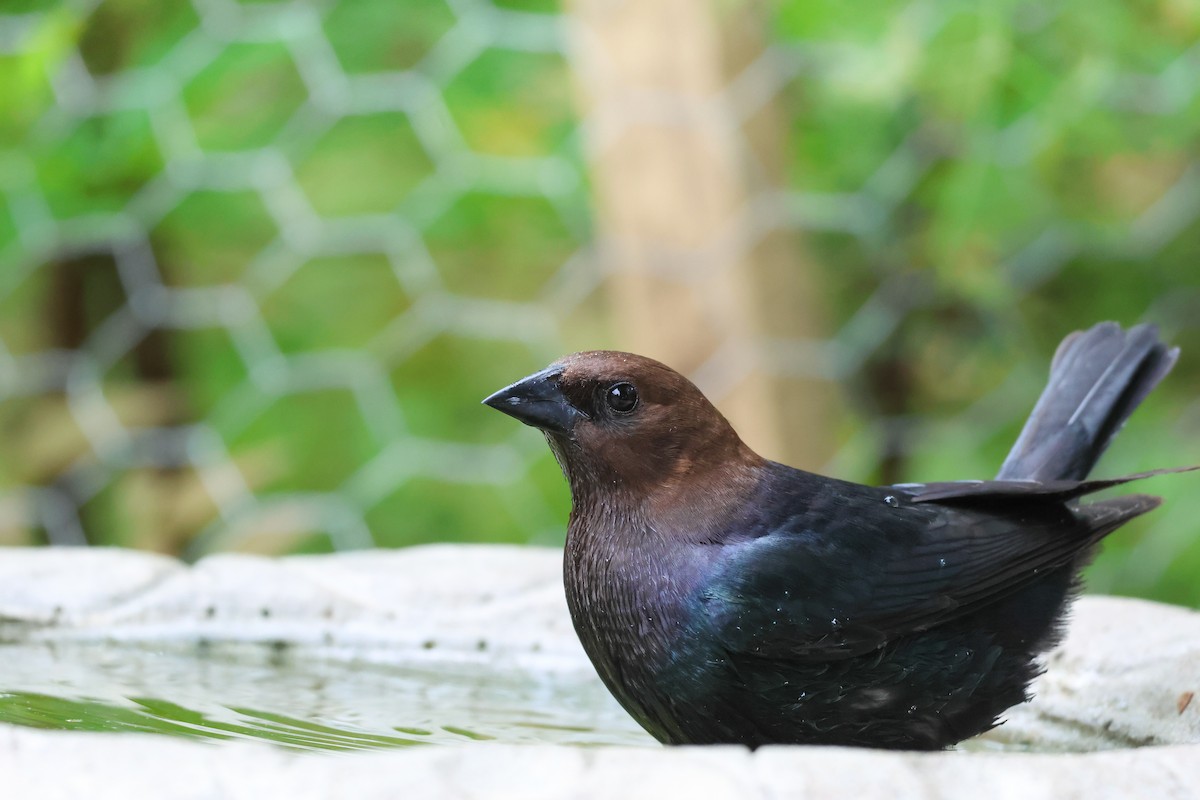 Brown-headed Cowbird - ML638344152