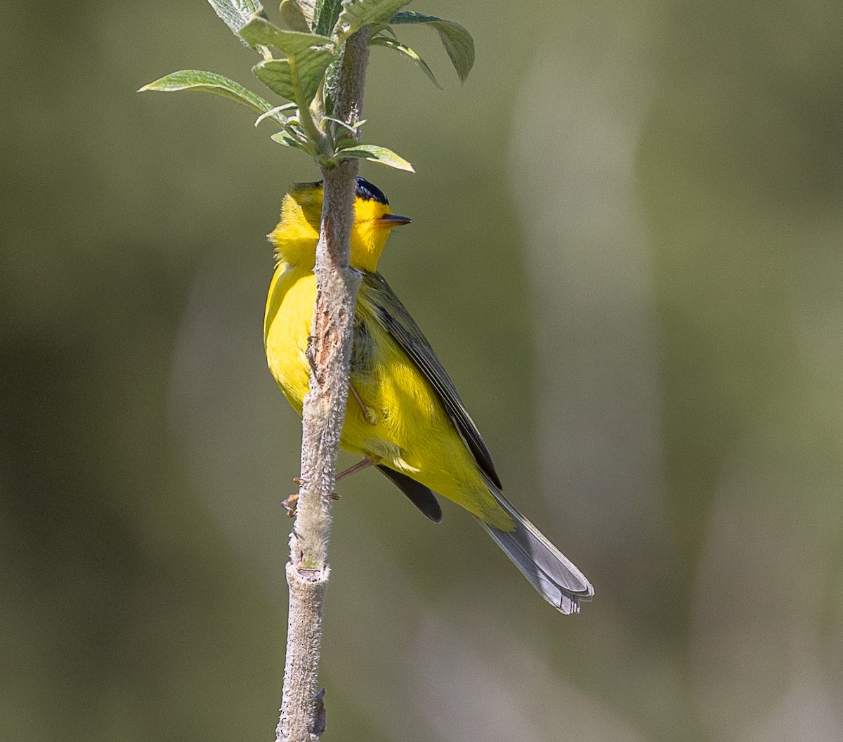 Wilson's Warbler - ML638344173
