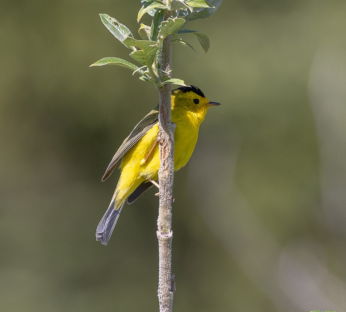 Wilson's Warbler - ML638344174