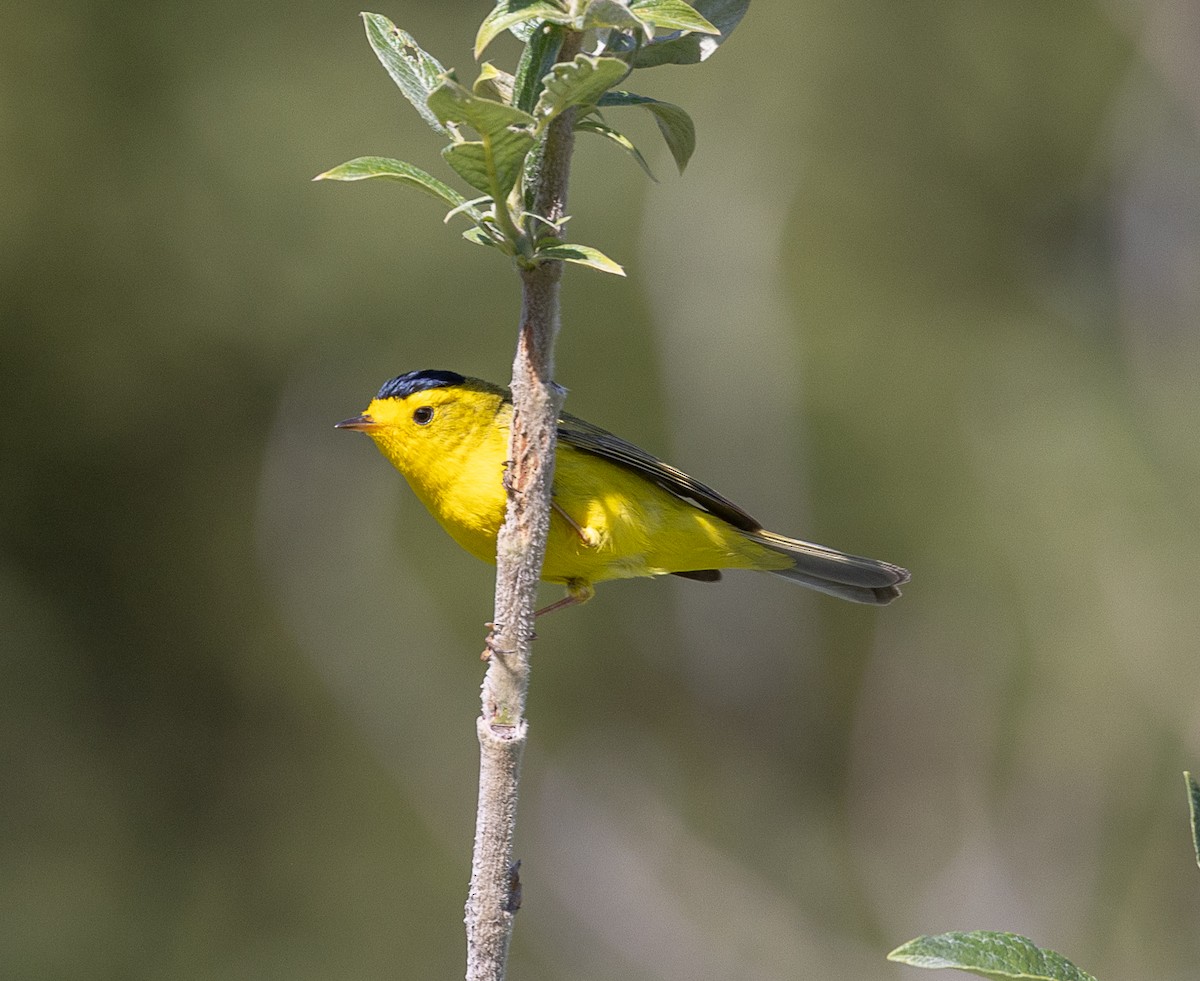 Wilson's Warbler - ML638344175