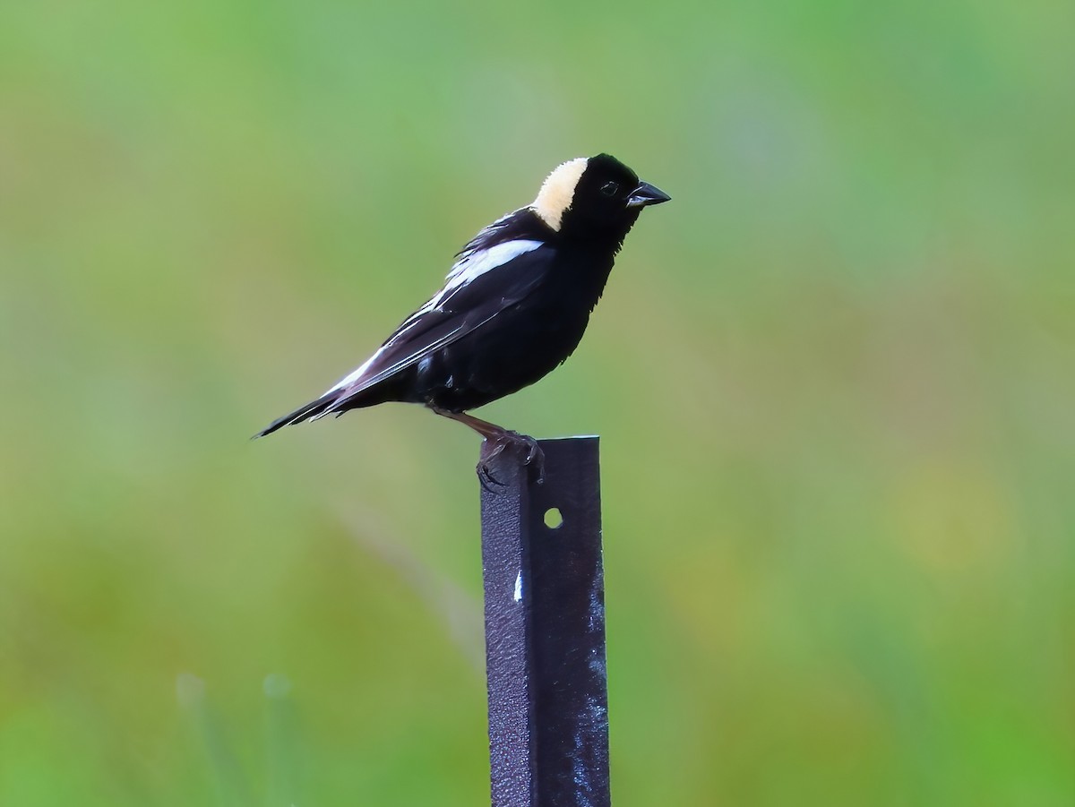 Bobolink - ML638344185