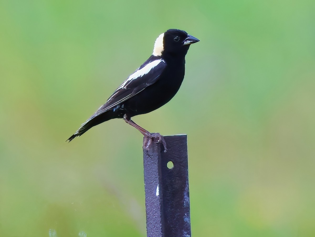 Bobolink - ML638344186