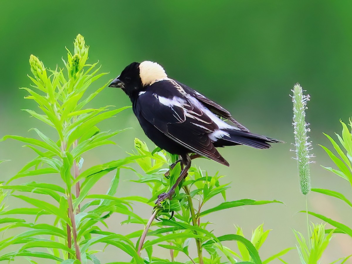 Bobolink - ML638344187