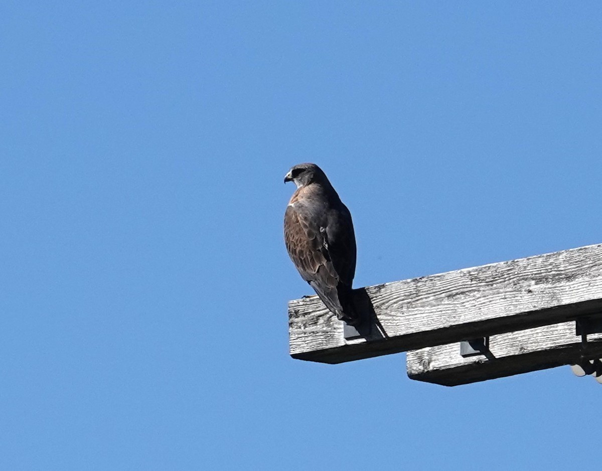 Swainson's Hawk - ML638344193